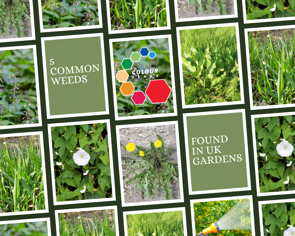 5 Weeds Commonly found in UK Gardens - ColourFence Limited